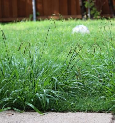 „Ungräser“ im Rasen Liebe Deinen Garten